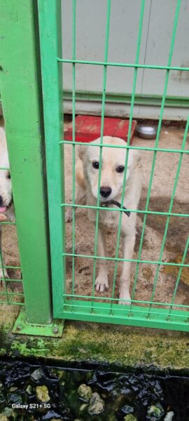 전북말산업복합센터에서 보호하고 있는 유기된 강아지안내드립니다.
