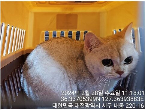 2024년 02월 29일 유기된 고양이 정보.