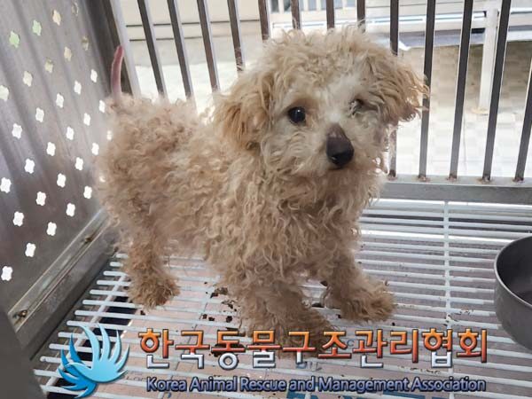 한국동물구조관리협회에서 보호하고 있는 유기된 강아지소개합니다.