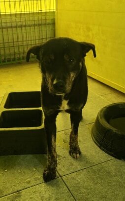 서천군유기동물보호소에서 보호하고 있는 유기된 강아지안내드립니다.