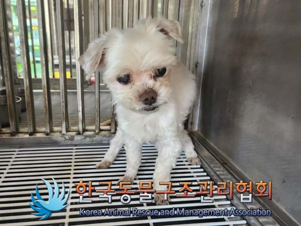 한국동물구조관리협회에서 보호중인 유기된 강아지입니다.