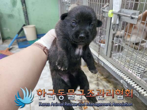 한국동물구조관리협회에서 보호중인 유기된 강아지입니다.